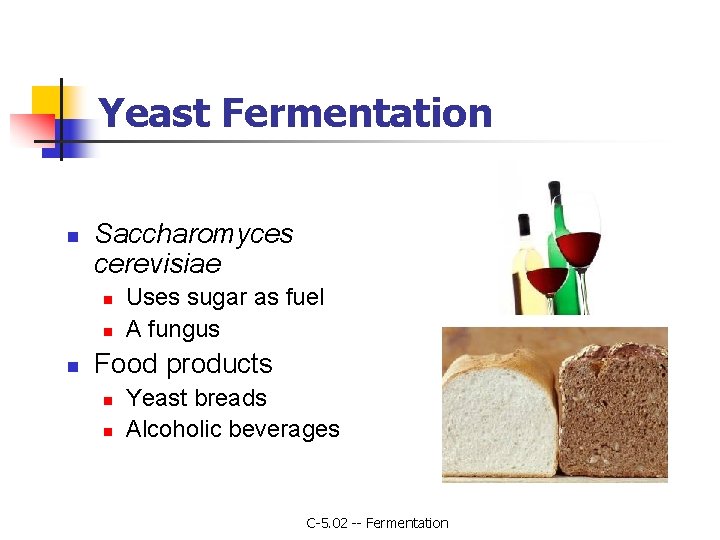 Yeast Fermentation n Saccharomyces cerevisiae n n n Uses sugar as fuel A fungus