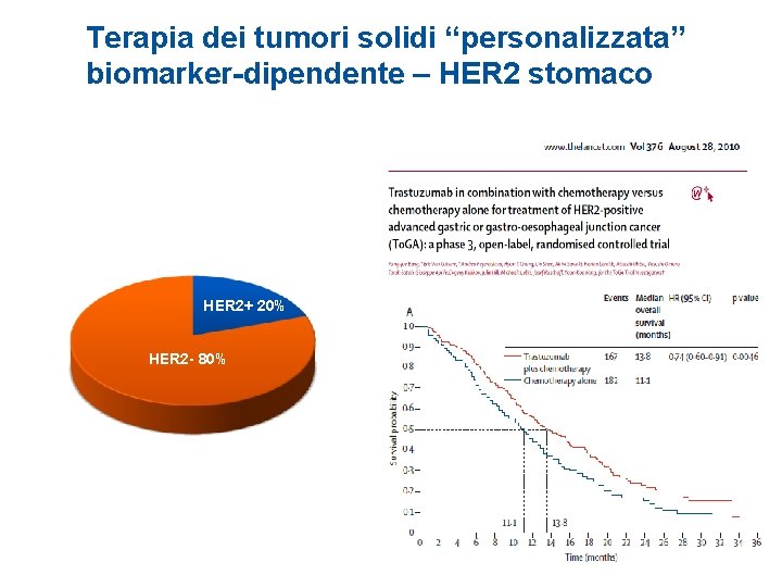 Terapia dei tumori solidi “personalizzata” biomarker-dipendente – HER 2 stomaco HER 2+ 20% HER