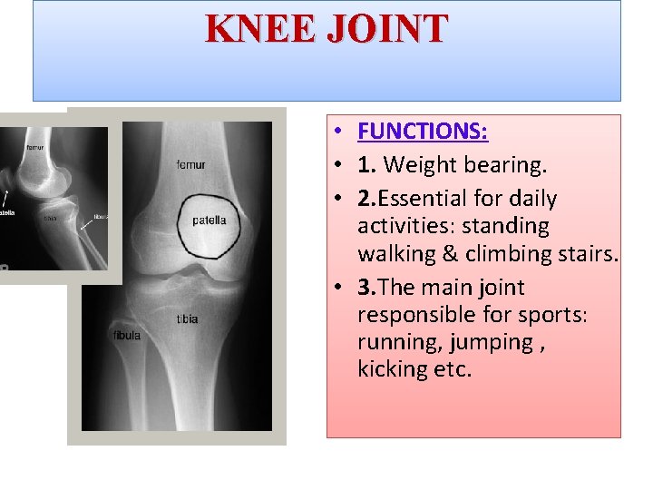 KNEE JOINT • FUNCTIONS: • 1. Weight bearing. • 2. Essential for daily activities: