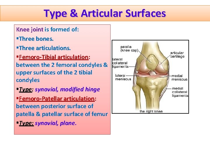 Type & Articular Surfaces Knee joint is formed of: §Three bones. §Three articulations. §Femoro-Tibial