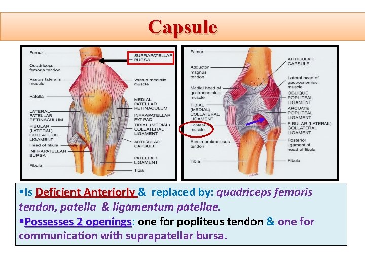 Capsule §Is Deficient Anteriorly & replaced by: quadriceps femoris tendon, patella & ligamentum patellae.