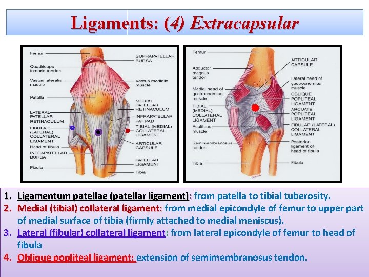 Ligaments: (4) Extracapsular 1. Ligamentum patellae (patellar ligament): from patella to tibial tuberosity. 2.