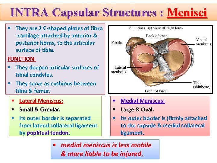 INTRA Capsular Structures : Menisci § They are 2 C-shaped plates of fibro -cartilage