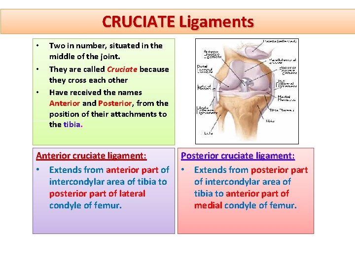 CRUCIATE Ligaments • • • Two in number, situated in the middle of the