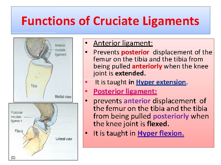 Functions of Cruciate Ligaments • Anterior ligament: • Prevents posterior displacement of the femur