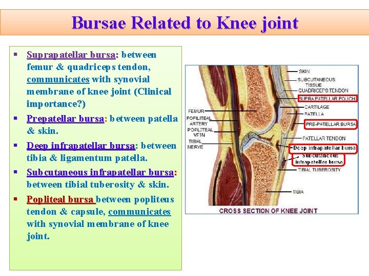 Bursae Related to Knee joint § Suprapatellar bursa: between femur & quadriceps tendon, communicates