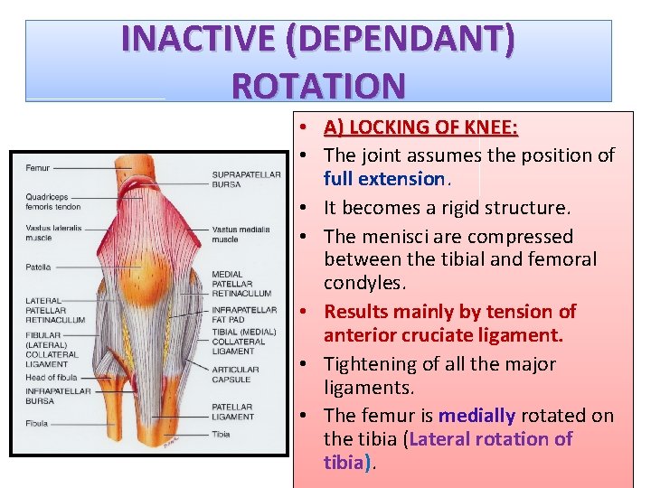 INACTIVE (DEPENDANT) ROTATION • A) LOCKING OF KNEE: • The joint assumes the position