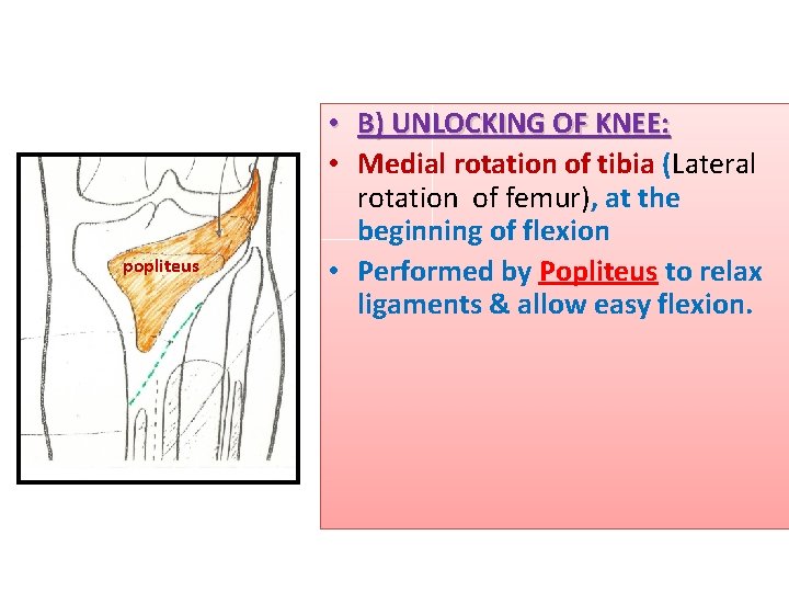 popliteus • B) UNLOCKING OF KNEE: • Medial rotation of tibia (Lateral rotation of
