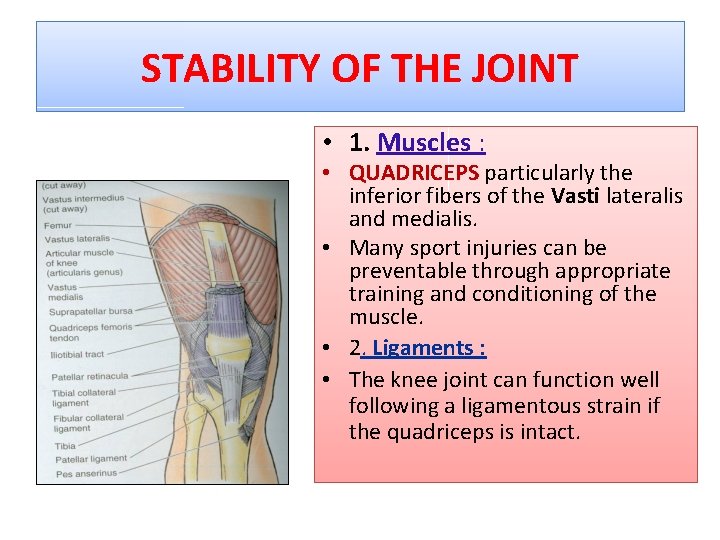 STABILITY OF THE JOINT • 1. Muscles : • QUADRICEPS particularly the inferior fibers