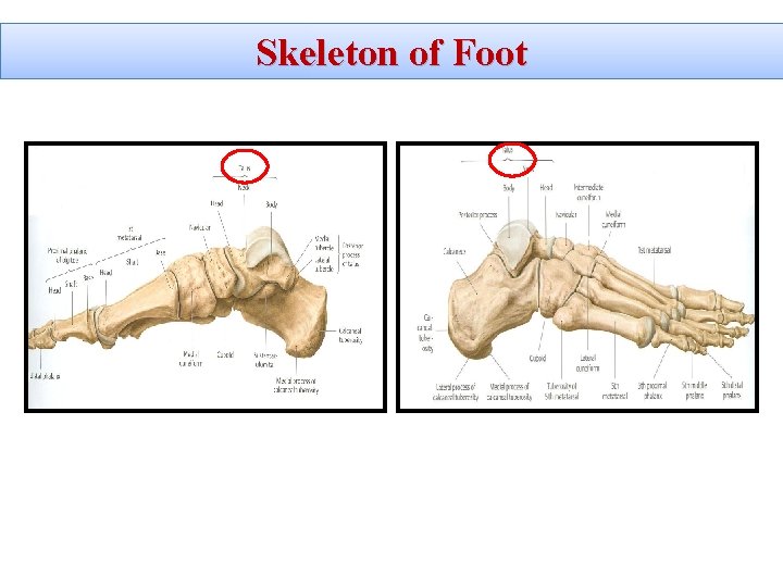 Skeleton of Foot 