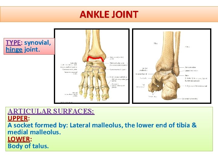 ANKLE JOINT TYPE: synovial, synovial hinge joint. ARTICULAR SURFACES: UPPER A socket formed by: