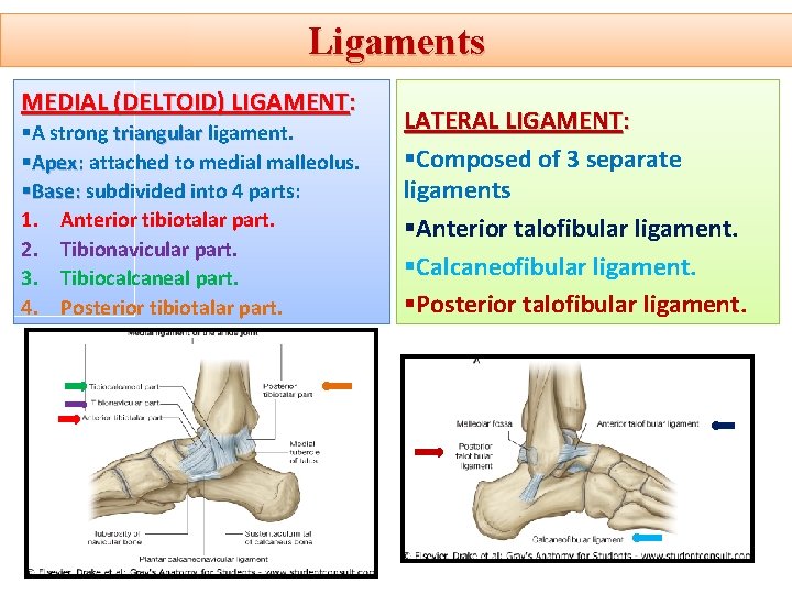 Ligaments MEDIAL (DELTOID) LIGAMENT: §A strong triangular ligament. §Apex: attached to medial malleolus. §Base: