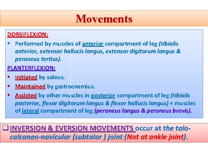 Movements DORSIFLEXION: § Performed by muscles of anterior compartment of leg (tibialis anterior, extensor