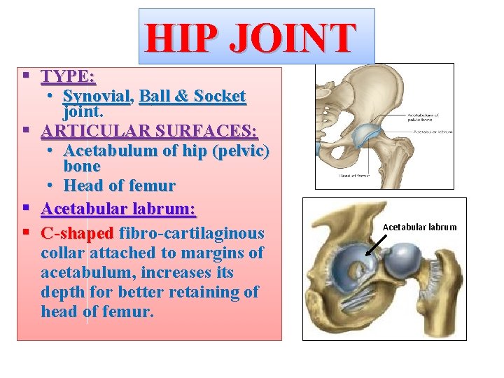 HIP JOINT § TYPE: • Synovial, Synovial Ball & Socket joint. § ARTICULAR SURFACES: