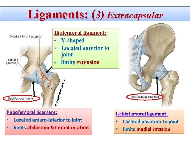 Ligaments: (3) Extracapsular Inte rtroc hant eric line Iliofemoral ligament: • Y-shaped • Located