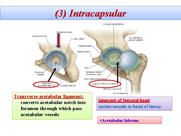 (3) Intracapsular Transverse acetabular ligament: converts acetabular notch into foramen through which pass acetabular