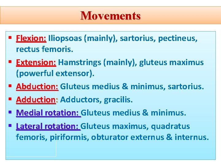 Movements § Flexion: Iliopsoas (mainly), sartorius, pectineus, rectus femoris. § Extension: Hamstrings (mainly), gluteus