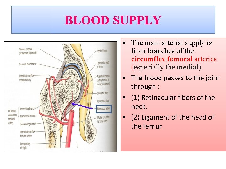BLOOD SUPPLY • The main arterial supply is from branches of the circumflex femoral