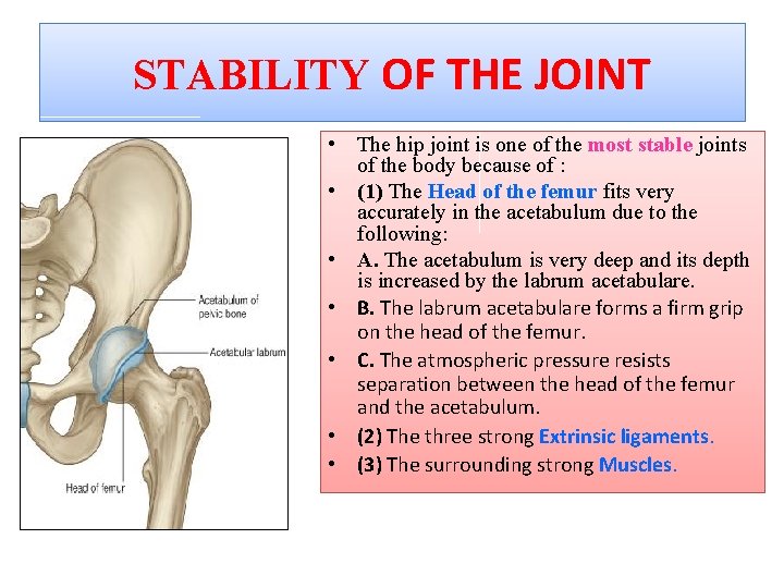STABILITY OF THE JOINT • The hip joint is one of the most stable