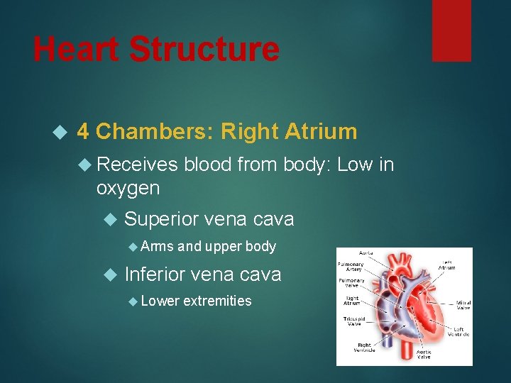Heart Structure 4 Chambers: Right Atrium Receives blood from body: Low in oxygen Superior