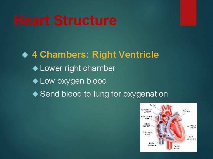 Heart Structure 4 Chambers: Right Ventricle Lower Low right chamber oxygen blood Send blood