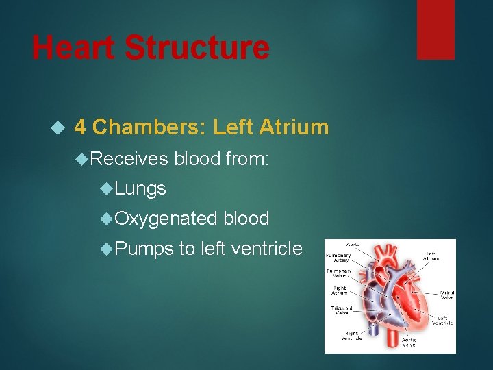Heart Structure 4 Chambers: Left Atrium Receives blood from: Lungs Oxygenated Pumps blood to