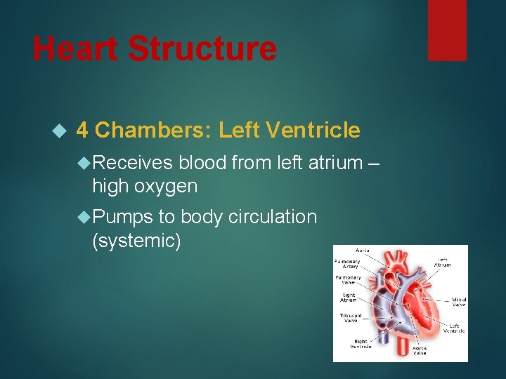 Heart Structure 4 Chambers: Left Ventricle Receives blood from left atrium – high oxygen