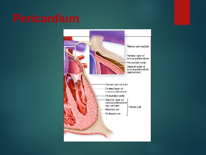 Pericardium 