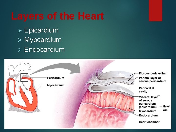 Layers of the Heart Epicardium Ø Myocardium Ø Endocardium Ø Figure 18. 3 