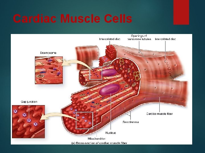 Cardiac Muscle Cells 