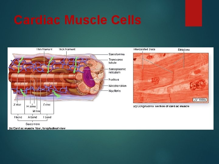 Cardiac Muscle Cells 