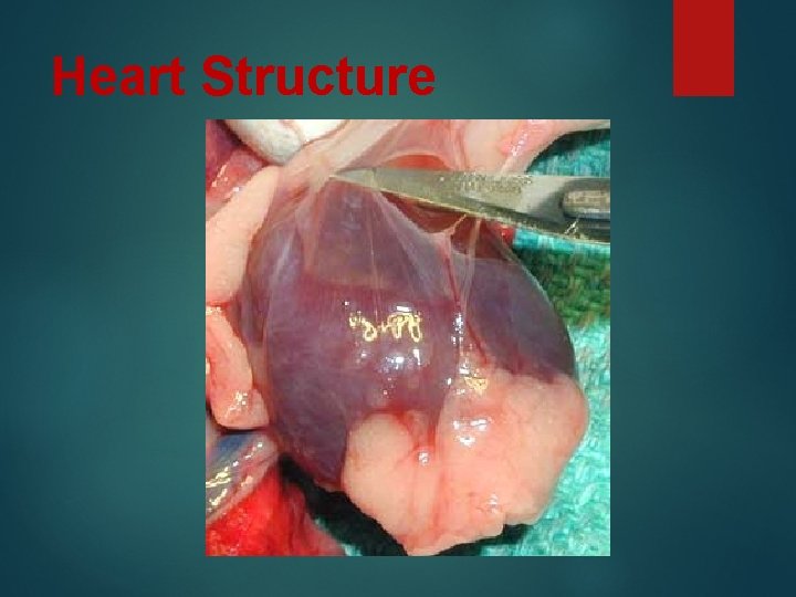 Heart Structure 