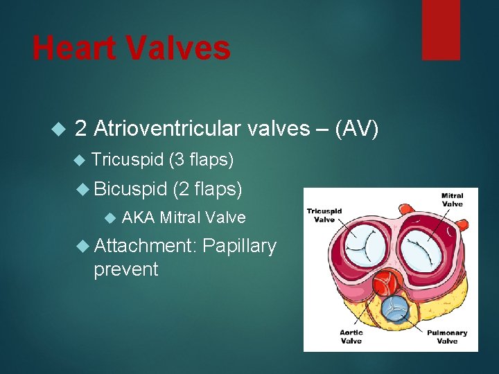 Heart Valves 2 Atrioventricular valves – (AV) Tricuspid (3 flaps) Bicuspid (2 flaps) AKA