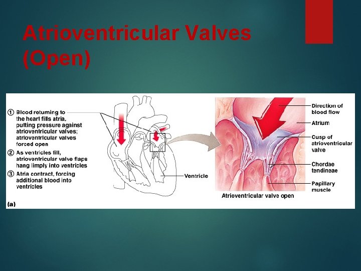 Atrioventricular Valves (Open) 