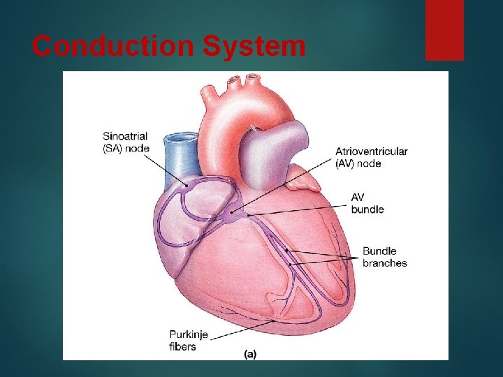 Conduction System 