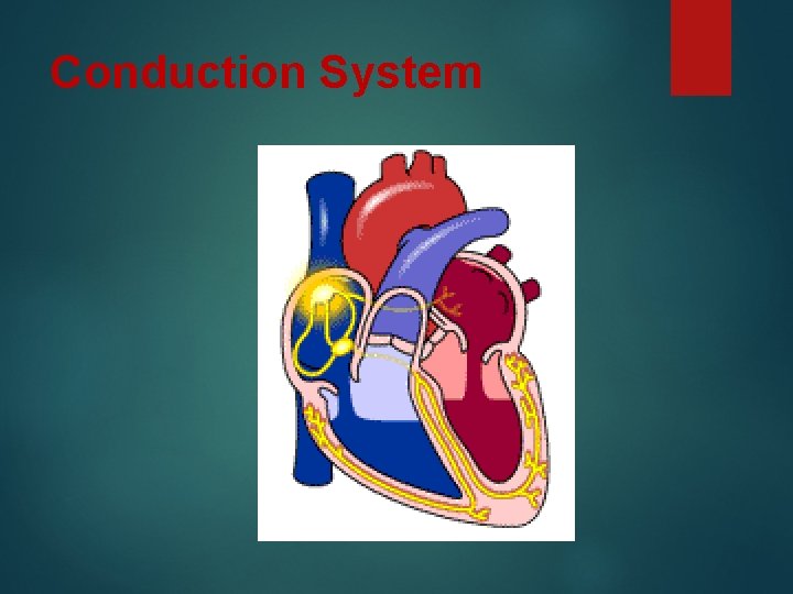 Conduction System 