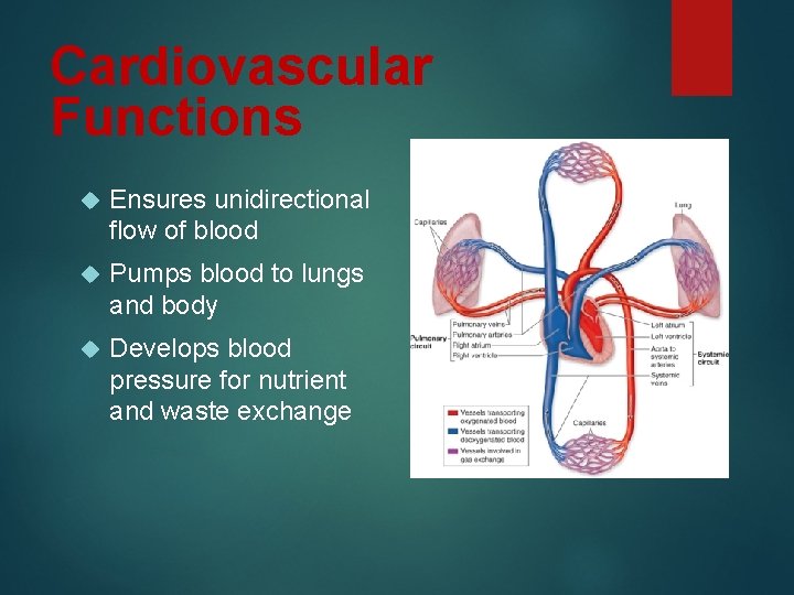 Cardiovascular Functions Ensures unidirectional flow of blood Pumps blood to lungs and body Develops