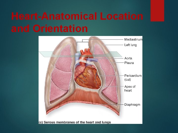 Heart-Anatomical Location and Orientation 