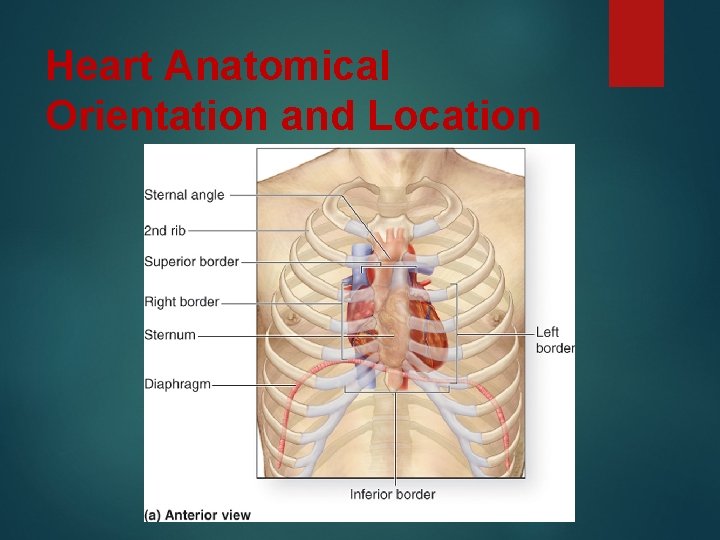 Heart Anatomical Orientation and Location 