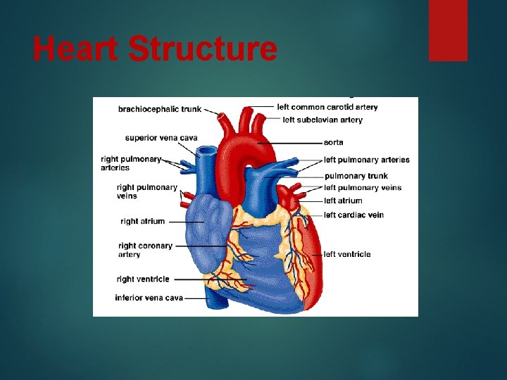 Heart Structure 