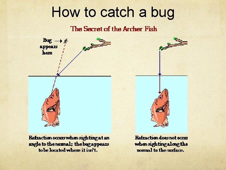 How to catch a bug 