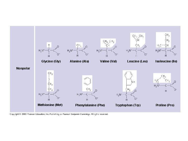Glycine (Gly) Alanine (Ala) Valine (Val) Leucine (Leu) Isoleucine (Ile) Nonpolar Methionine (Met) Phenylalanine Glycine (Gly) Alanine (Ala) Valine (Val) Leucine (Leu) Isoleucine (Ile) Nonpolar Methionine (Met) Phenylalanine