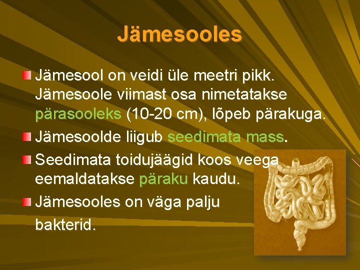 Jämesooles Jämesool on veidi üle meetri pikk. Jämesoole viimast osa nimetatakse pärasooleks (10 -20