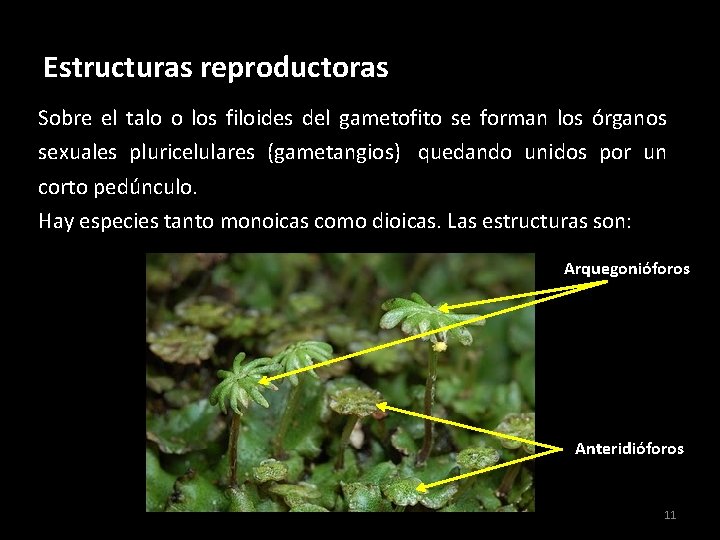 Estructuras reproductoras Sobre el talo o los filoides del gametofito se forman los órganos Estructuras reproductoras Sobre el talo o los filoides del gametofito se forman los órganos