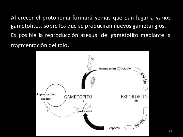 Al crecer el protonema formará yemas que dan lugar a varios gametofitos, sobre los Al crecer el protonema formará yemas que dan lugar a varios gametofitos, sobre los