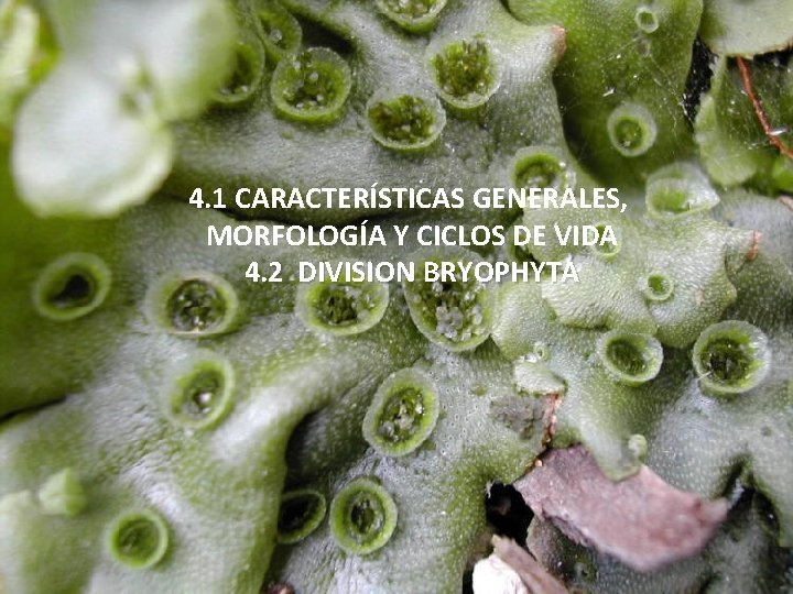 4. 1 CARACTERÍSTICAS GENERALES, MORFOLOGÍA Y CICLOS DE VIDA 4. 2 DIVISION BRYOPHYTA 4. 1 CARACTERÍSTICAS GENERALES, MORFOLOGÍA Y CICLOS DE VIDA 4. 2 DIVISION BRYOPHYTA