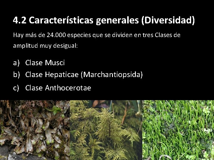 4. 2 Características generales (Diversidad) Hay más de 24. 000 especies que se dividen 4. 2 Características generales (Diversidad) Hay más de 24. 000 especies que se dividen