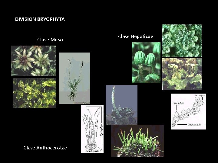 DIVISION BRYOPHYTA Clase Musci Clase Anthocerotae Clase Hepaticae DIVISION BRYOPHYTA Clase Musci Clase Anthocerotae Clase Hepaticae