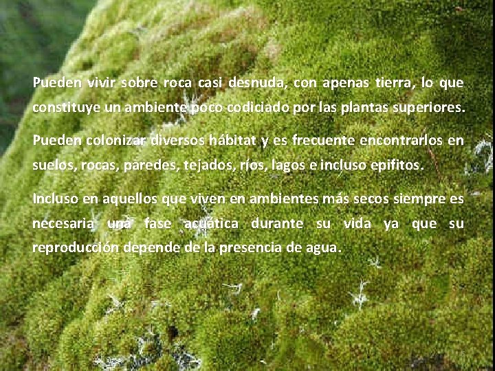 Pueden vivir sobre roca casi desnuda, con apenas tierra, lo que constituye un ambiente Pueden vivir sobre roca casi desnuda, con apenas tierra, lo que constituye un ambiente