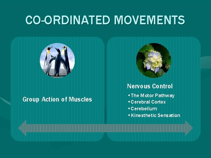 CO-ORDINATED MOVEMENTS Nervous Control Group Action of Muscles • The Motor Pathway • Cerebral CO-ORDINATED MOVEMENTS Nervous Control Group Action of Muscles • The Motor Pathway • Cerebral